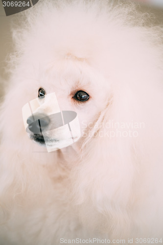 Image of White Standard Poodle Dog Close Up Portrait