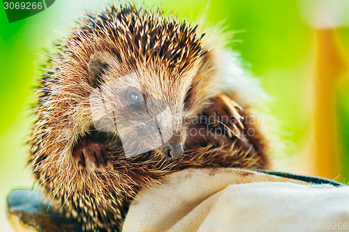 Image of Hedgehog Sitting On Hand In Glove