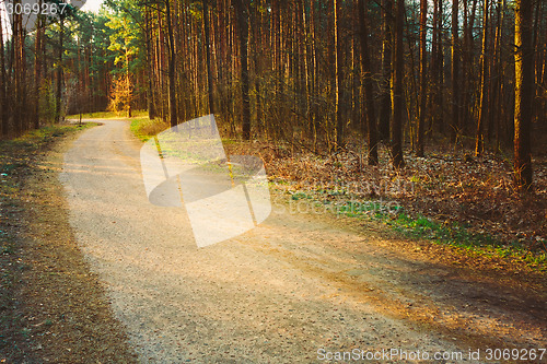 Image of Spring Forest Road Under Sunset