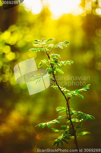 Image of Sunset In Spring Forest. Young Leaf In Sunlight
