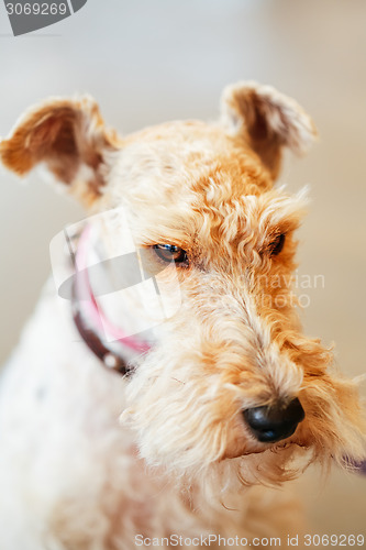 Image of Wire Fox Terrier