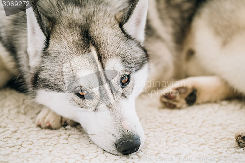 Image of Gray Adult Siberian Husky Dog (Sibirsky husky) 