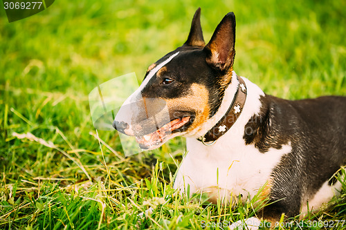 Image of Close Pets Bull Terrier Dog Portrait At Green Grass