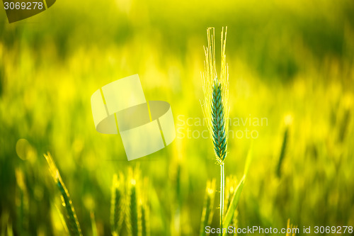 Image of Green wheat in field