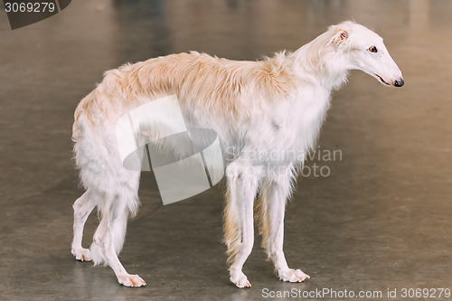 Image of White Dog Russian Borzoi Wolfhound