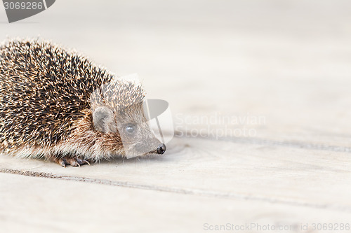 Image of Small Funny Hedgehog On Wooden Floor