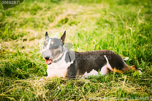 Image of Pets Bull Terrier Dog Portrait At Green Grass