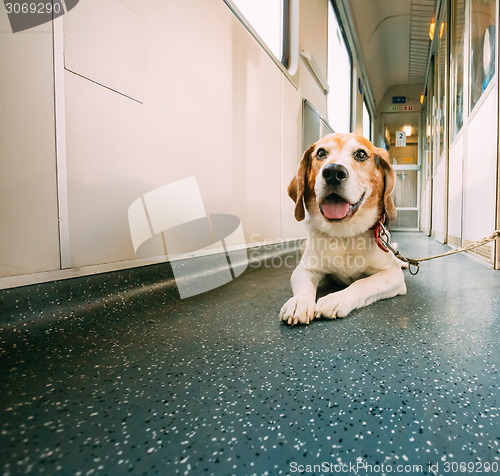 Image of Transportation Dog In Railway Carriage