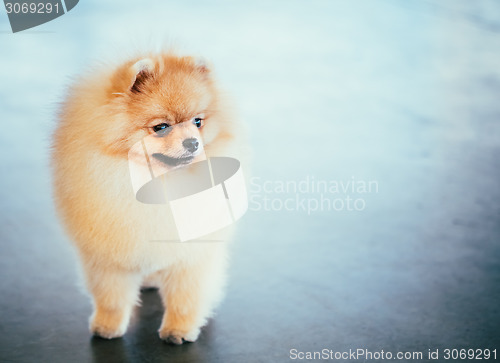 Image of Pomeranian Puppy Spitz Dog In Full Length
