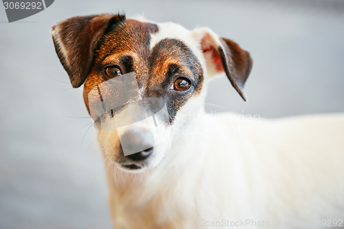 Image of Dog jack russel terrier