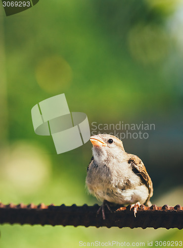 Image of House Sparrow Passer Domesticus On Fence