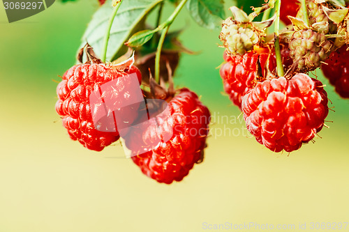 Image of Raspberry. Raspberries. Growing Organic Berries