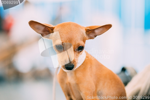 Image of Toy Terrier Puppy Dog Close Up Portrait