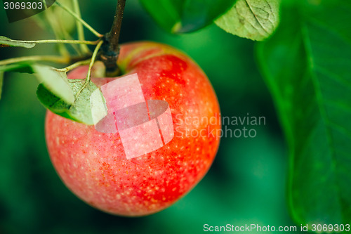 Image of Fresh Red Apples On Apple Tree Branch