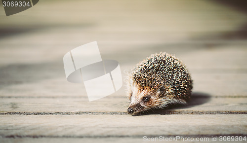 Image of Small Funny Hedgehog On Wooden Floor