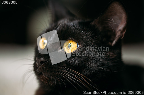 Image of Close Up Portrait Peaceful Black Female Kitten Cat