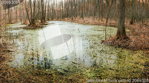 Image of Wild Bog Swamp.