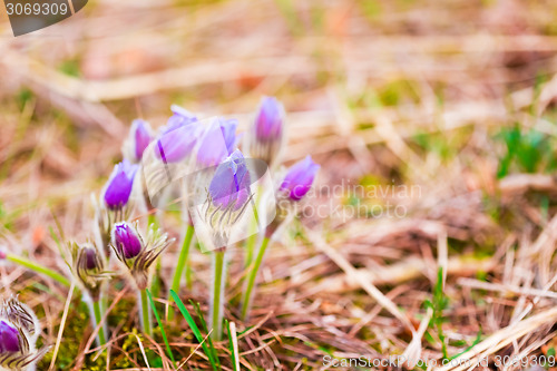Image of Wild Young Pasqueflower In Early Spring.  Flowers Pulsatilla Pat