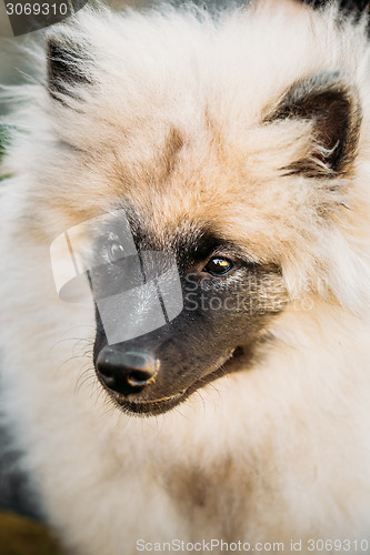 Image of Gray Keeshound, Keeshond, Keeshonden Dog German Spitz Wolfspitz