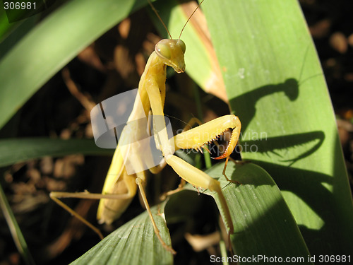 Image of Mantis religiosa