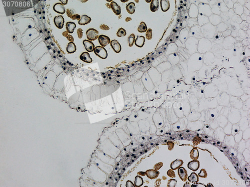 Image of Lily anther micrograph