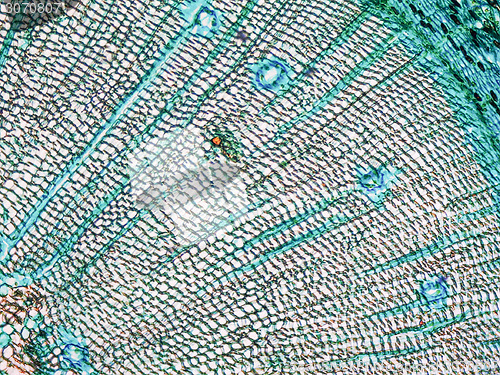 Image of Pine Wood micrograph