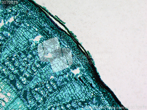 Image of Tilia stem micrograph