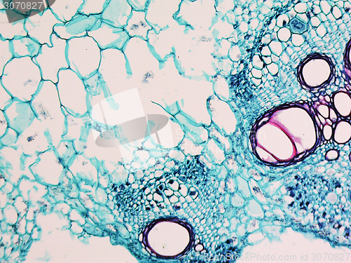 Image of Cucurbita stem micrograph