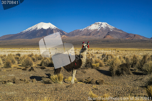 Image of Llama in Sajama