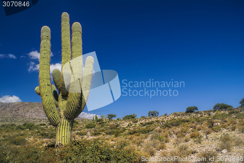 Image of Cactus