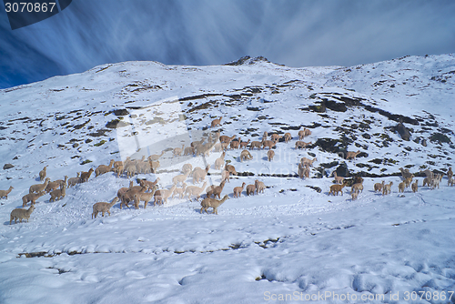 Image of Herd of Llamas in Andes