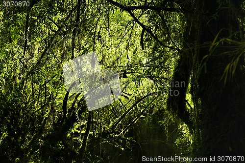 Image of Parque Nacional Alerce Andino