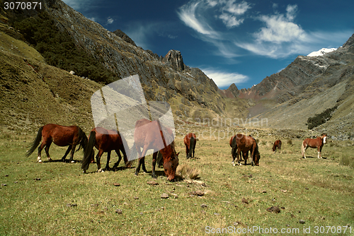 Image of Horses in Andes