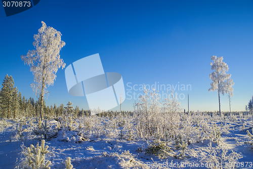 Image of Snow-covered trees