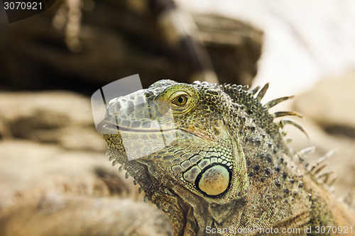 Image of Green Iguana