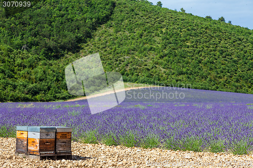 Image of Beehive close to lavander field