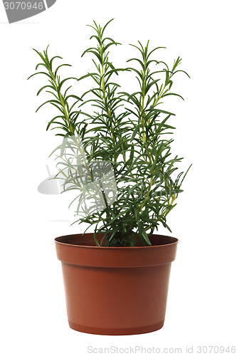 Image of Rosemary