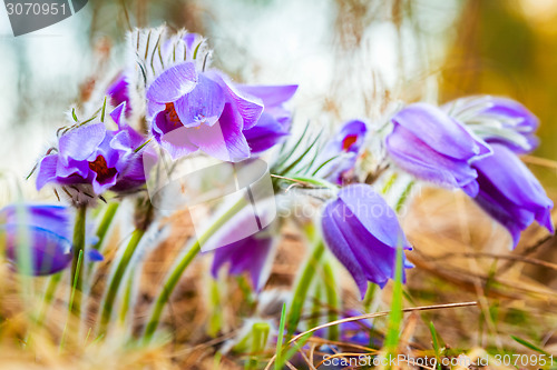 Image of Wild Young Pasqueflower In Early Spring.  Flowers Pulsatilla Pat