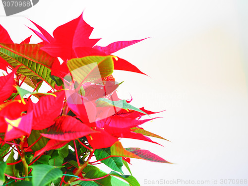 Image of Poinsettia Christmas star