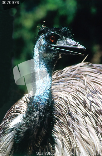 Image of Emu