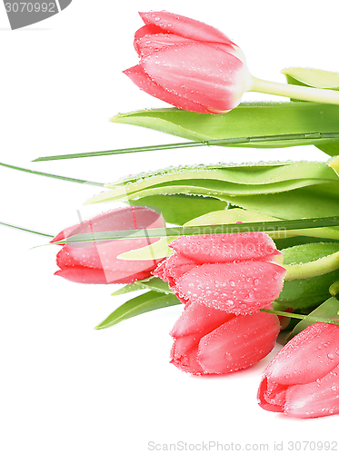 Image of Spring Tulips