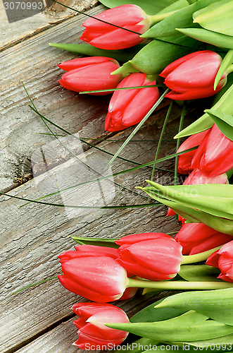 Image of Spring Tulips