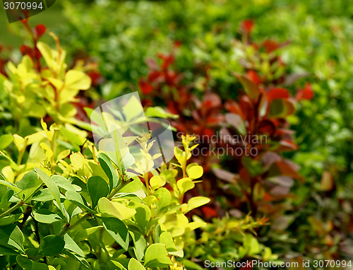 Image of Variegated Bushes