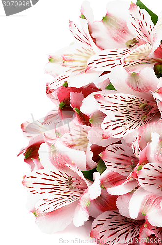 Image of Pink Alstroemeria