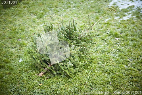 Image of used christmas tree