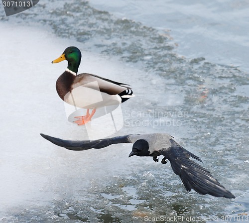 Image of Crow flying over lake