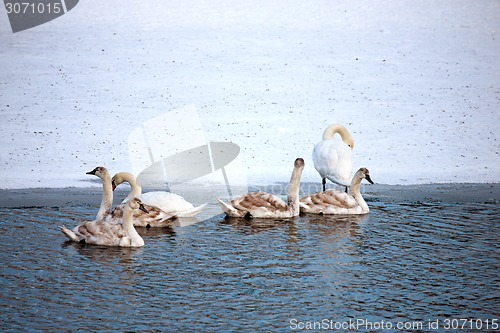 Image of Swans