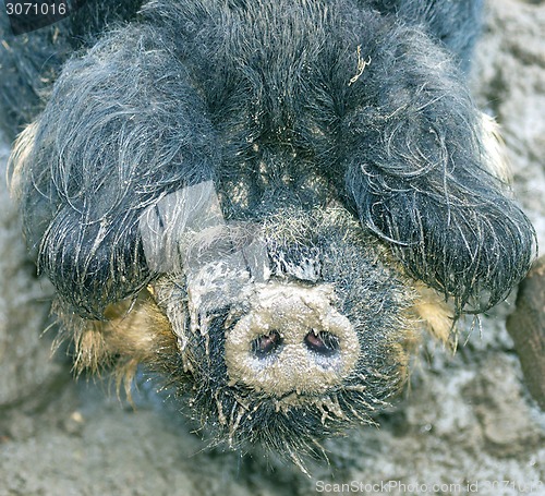 Image of Cute Boar
