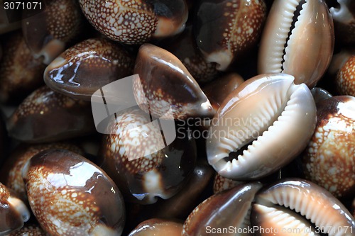 Image of sea shells background