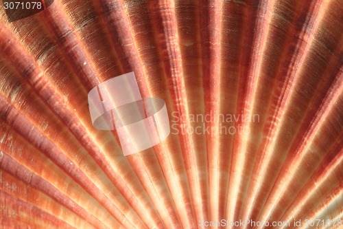 Image of sea shell background